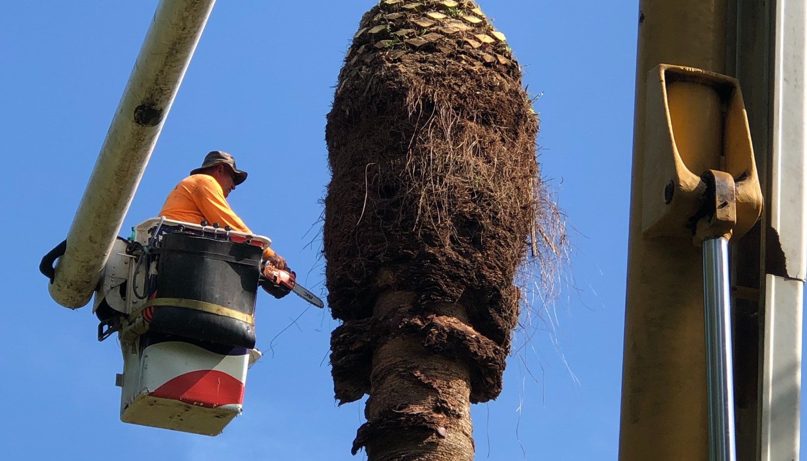 Tree Trimming Service Miami - Sunshine Tree Trimming Miami - Tree Pruning Services Miami